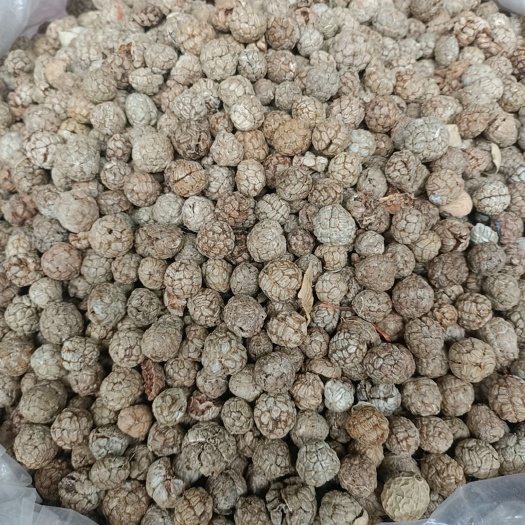 成都草蔻
