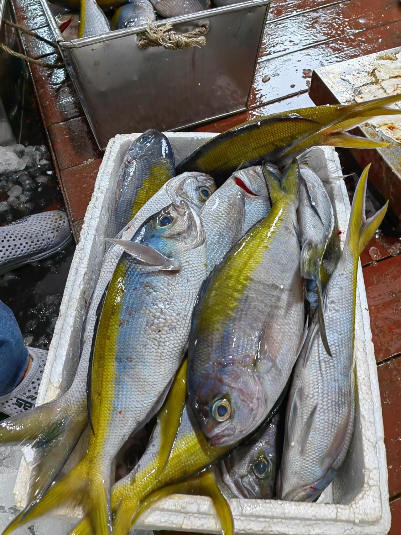 海钓黄尾东 又叫黄背梅鲷 即钓即放血刺身级 刺身、清蒸都好吃