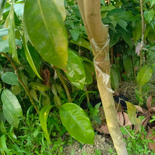 灵山县妃子笑荔枝嫁接苗适合南方种植庭院盆栽带土球发货