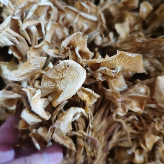 成都干金针菇，江湖地摊展销会干杂店热卖产品批发