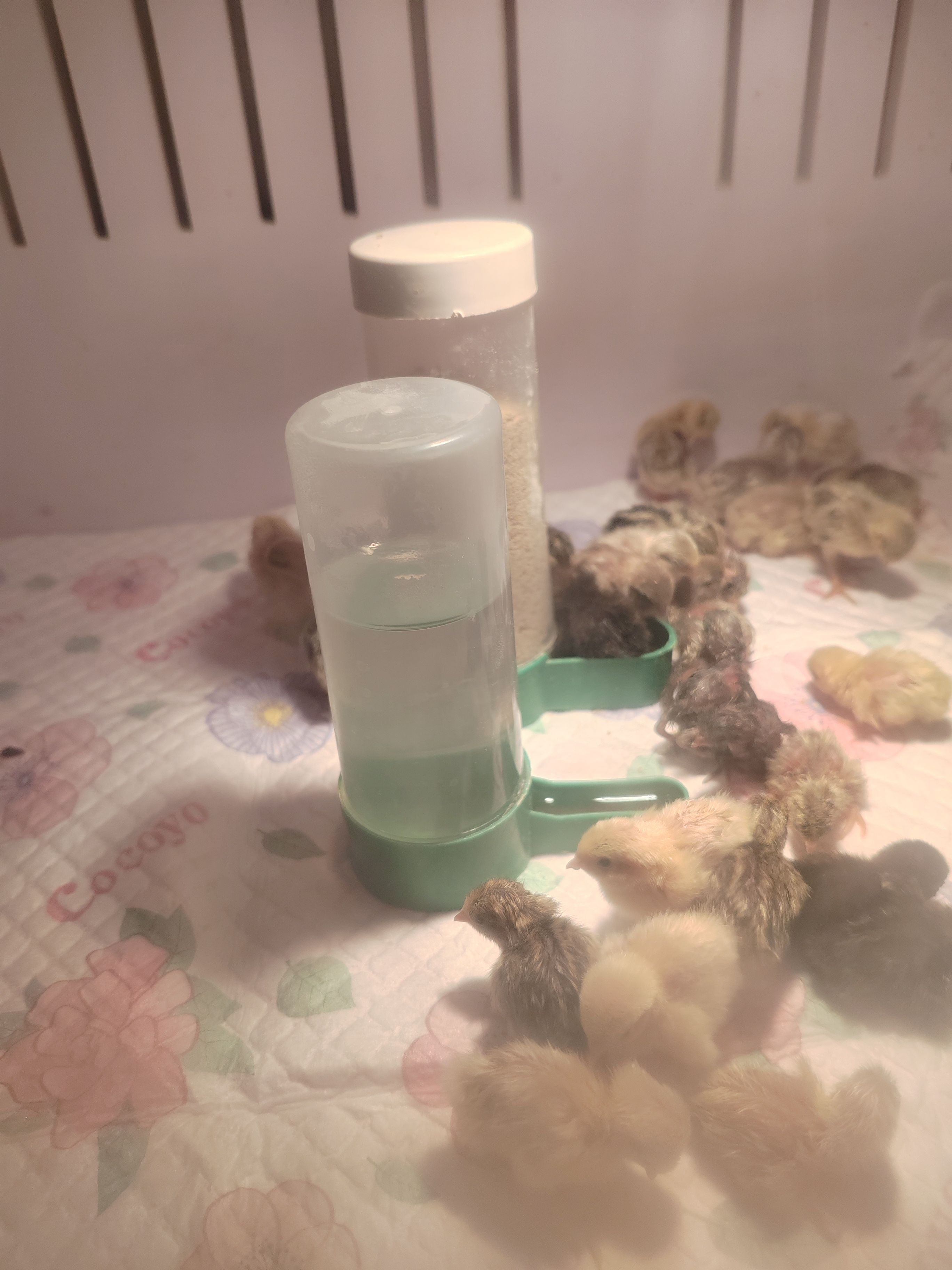 大量批发芦丁鸡