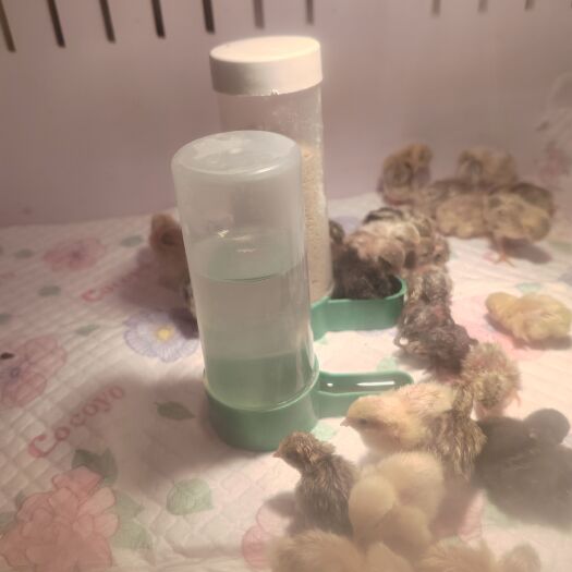胶州市大量批发芦丁鸡