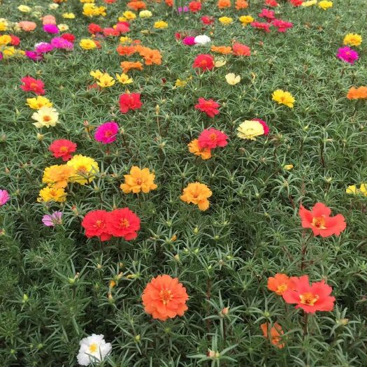 青州市太阳花半枝莲针叶大花马齿多枝撒种扦插盆栽供应电商供应双色大盆
