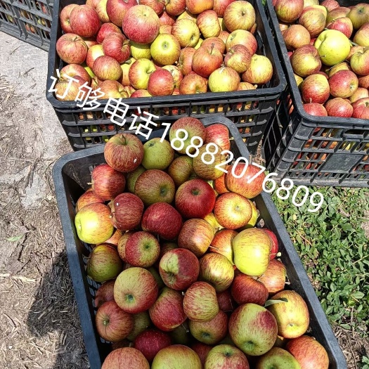 越西县苹果，早熟嘎啦果，还有一个月上市，品质保证