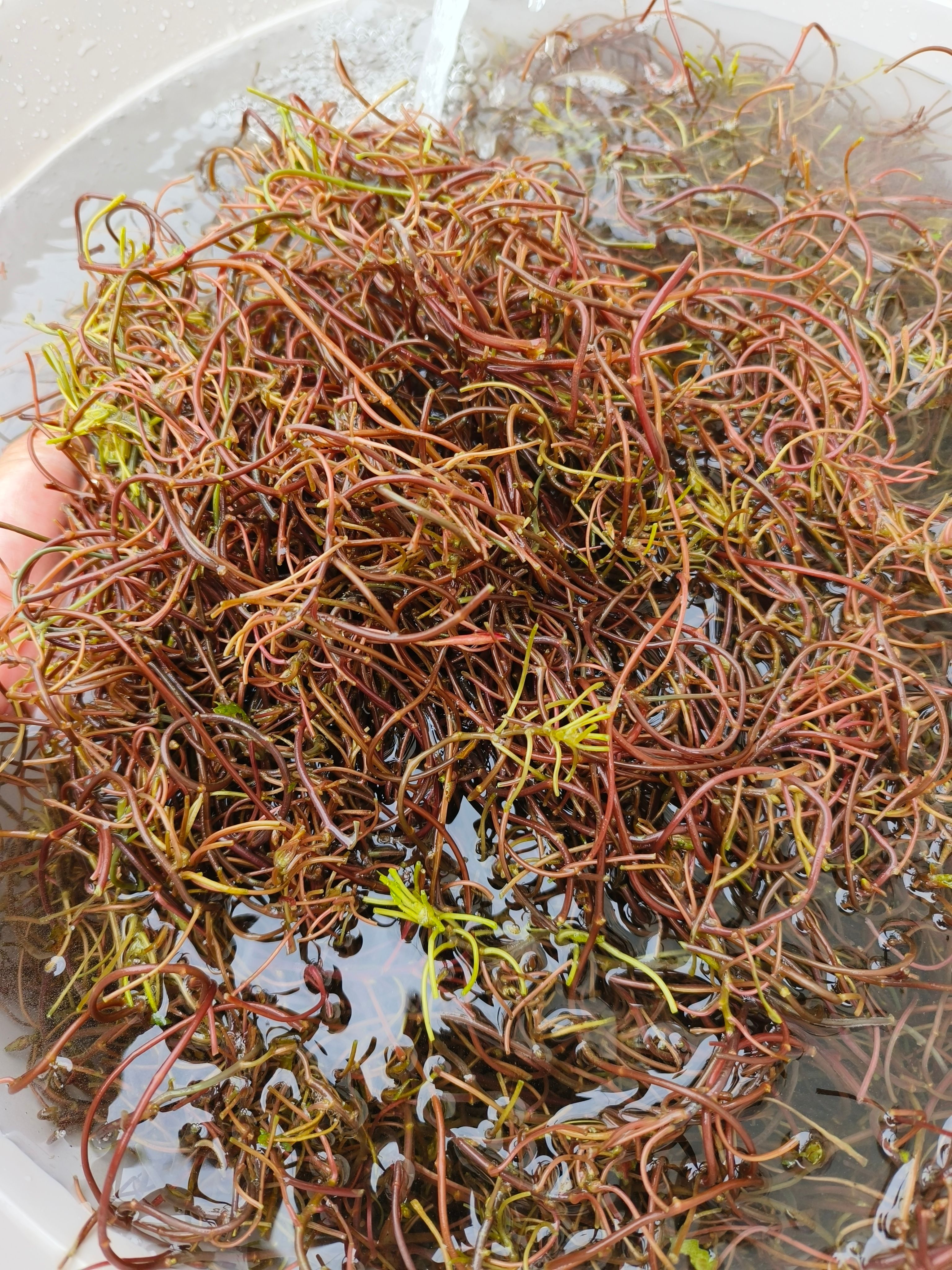 南漪湖野生菱角菜