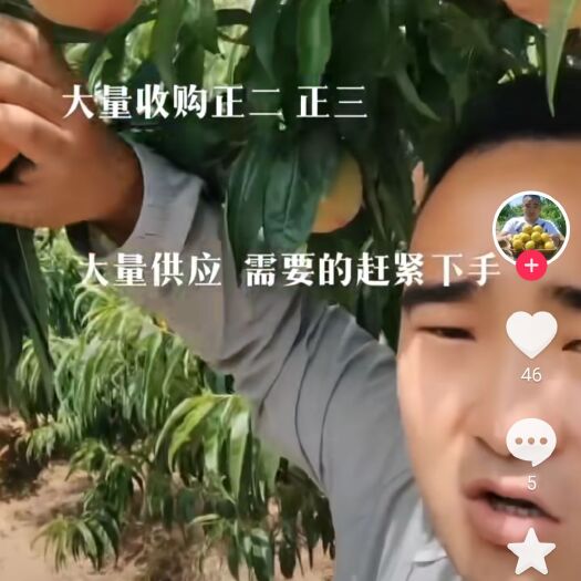 临猗县桃子