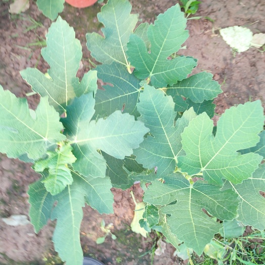 青州市无花果盆栽花卉