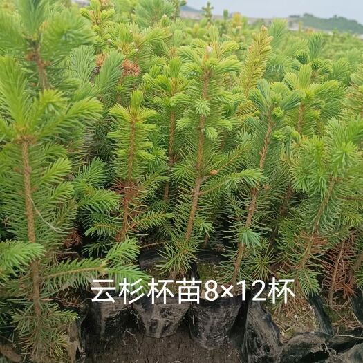 柳河县装杯云杉