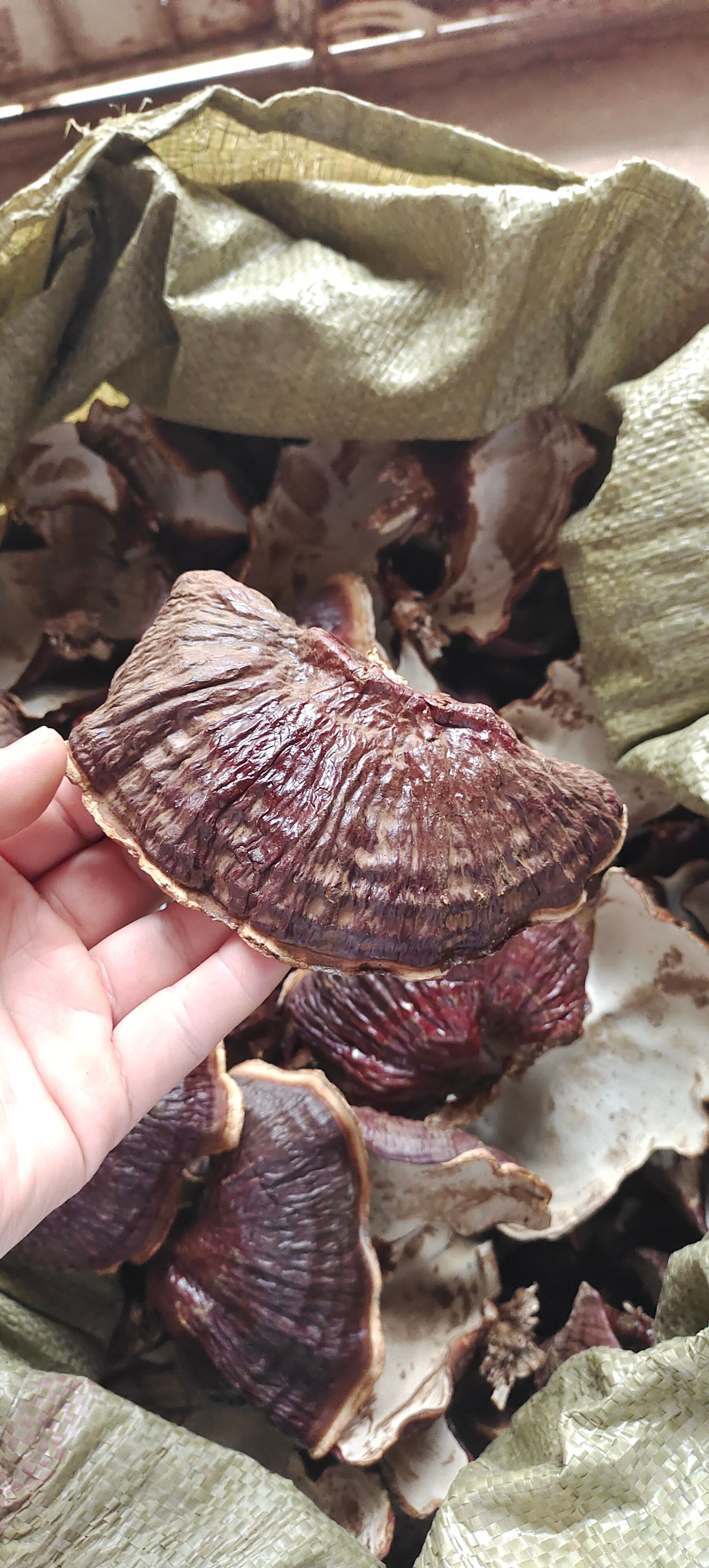 金边香灵芝  竹灵芝  黑灵芝  不苦  一件代发 农户直邮