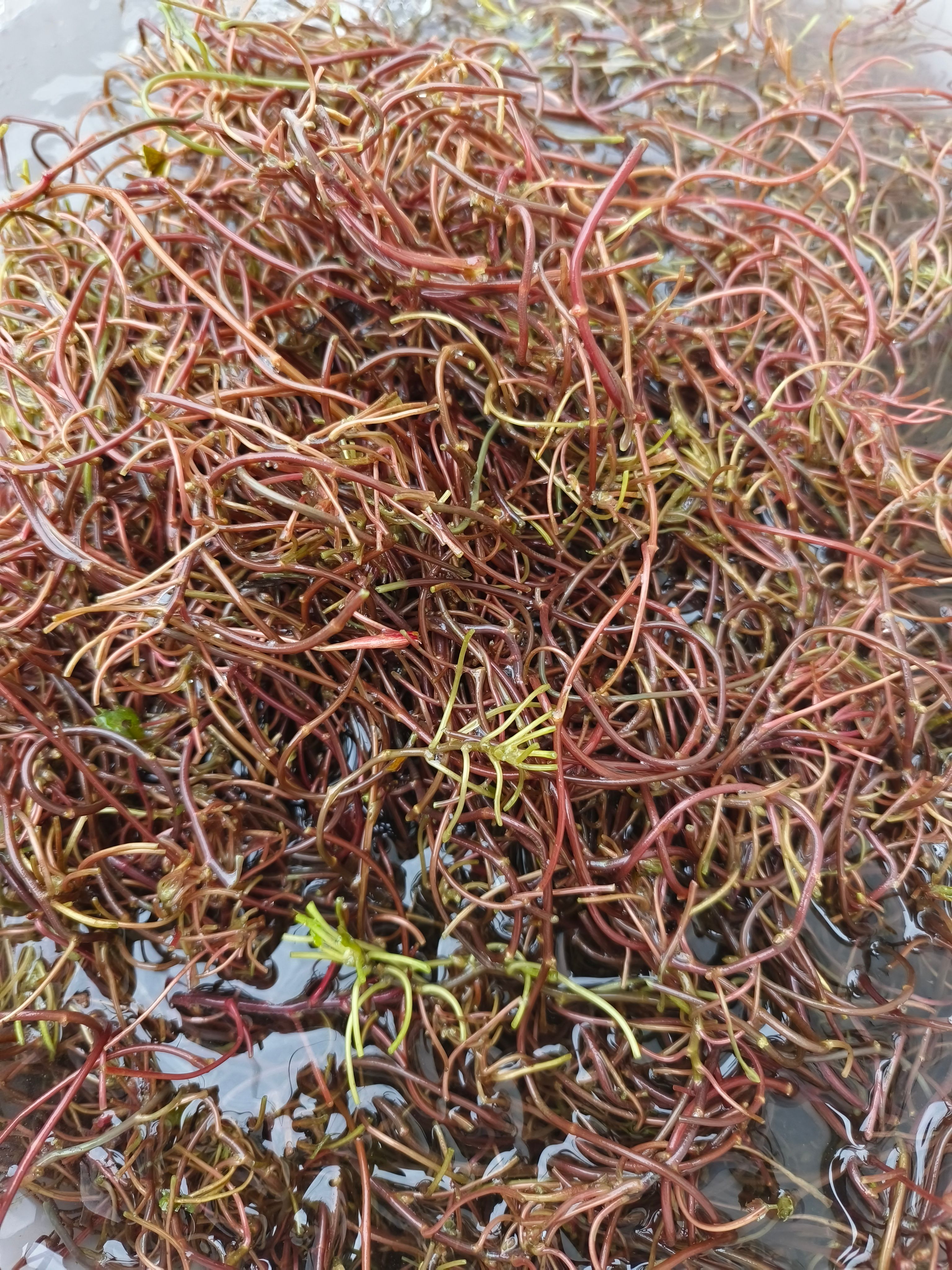 南漪湖野生菱角菜