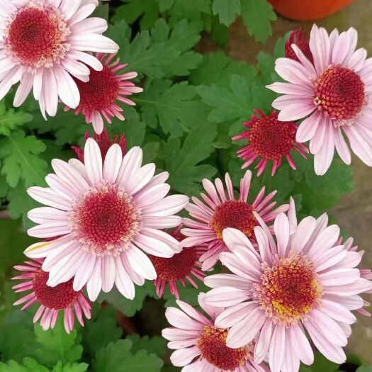 青州市泡泡菊菊花盆栽花卉供应