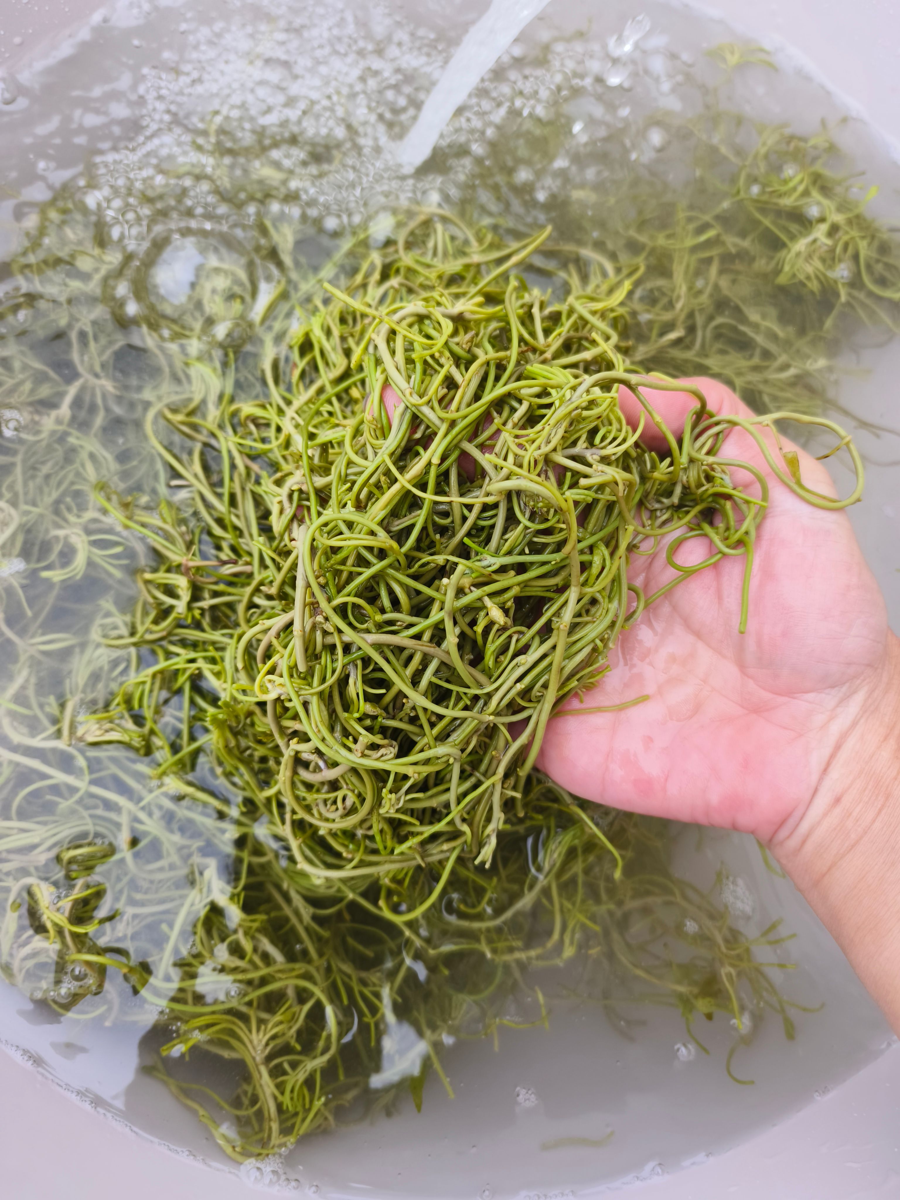 南漪湖菱角菜