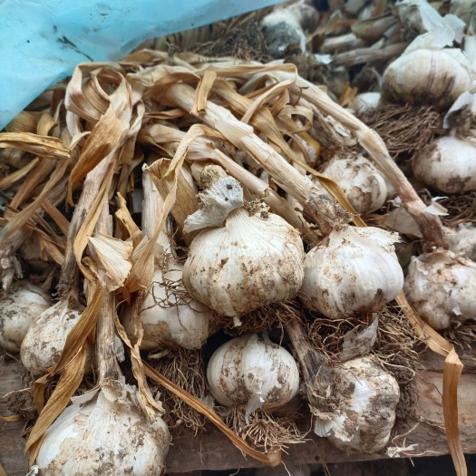 昌乐县供应优质苔蒜杂交白蒜脱毒蒜