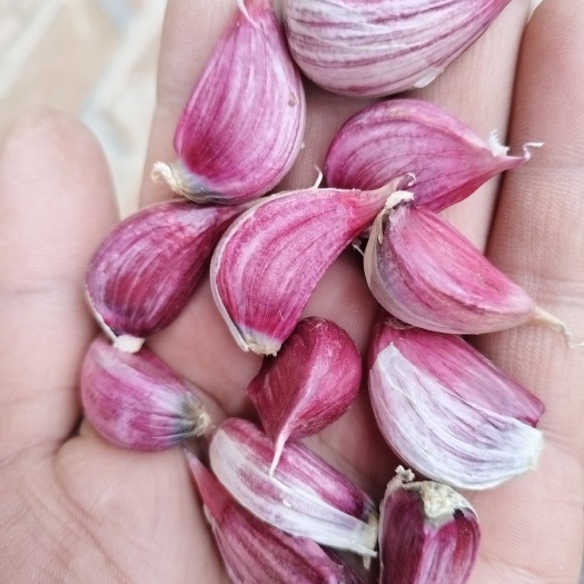 紫皮大蒜，蒜苗种子上市。
