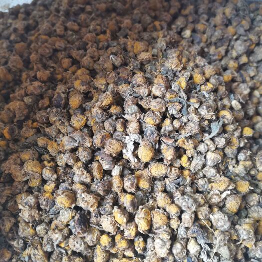 大别山高含量菊花