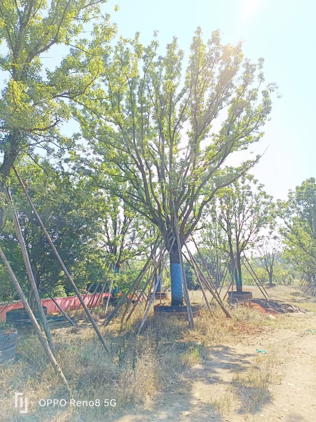 25-50容器全冠香樟