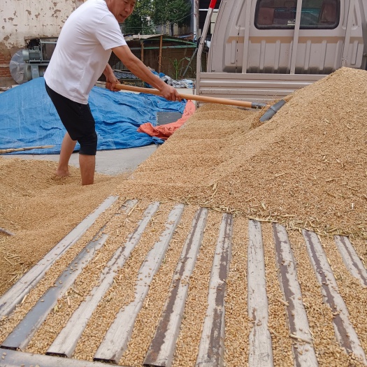 鄢陵县精品，小麦