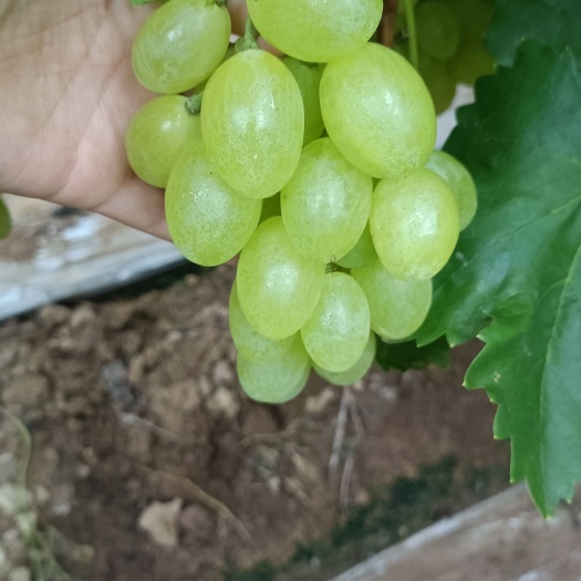 大荔县温室青提