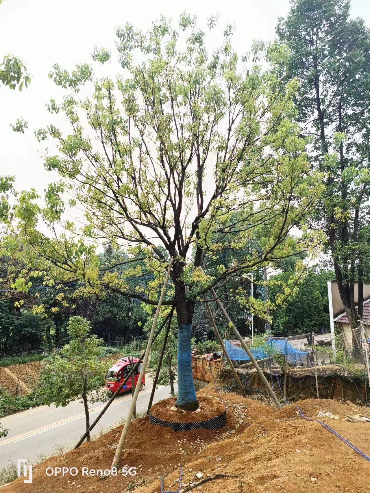25-50容器全冠香樟