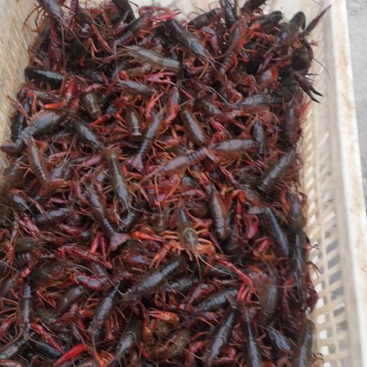 监利市小龙虾