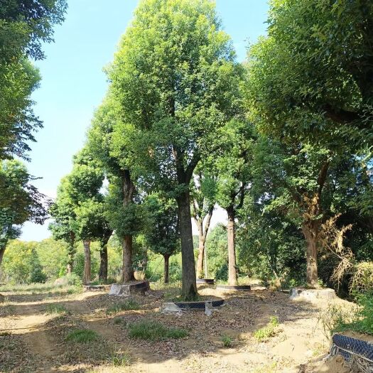 益阳20-80移栽骨架香樟