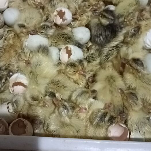 衡阳县青壳2号  精品鸭苗