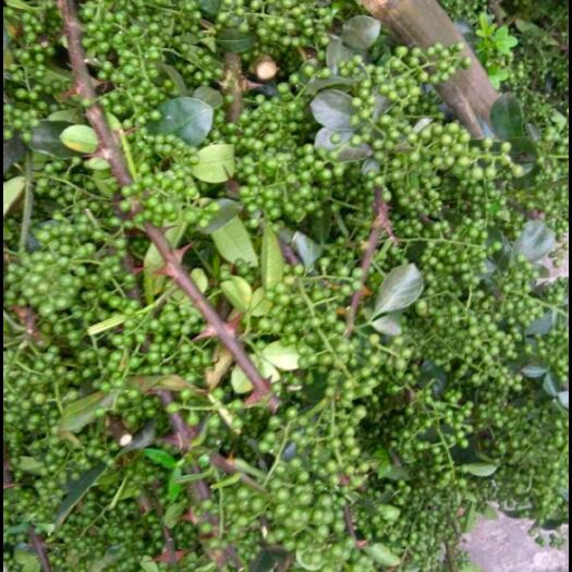 枣庄山东山亭大红袍鲜花椒