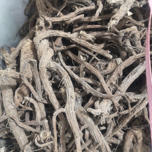 贵阳续断