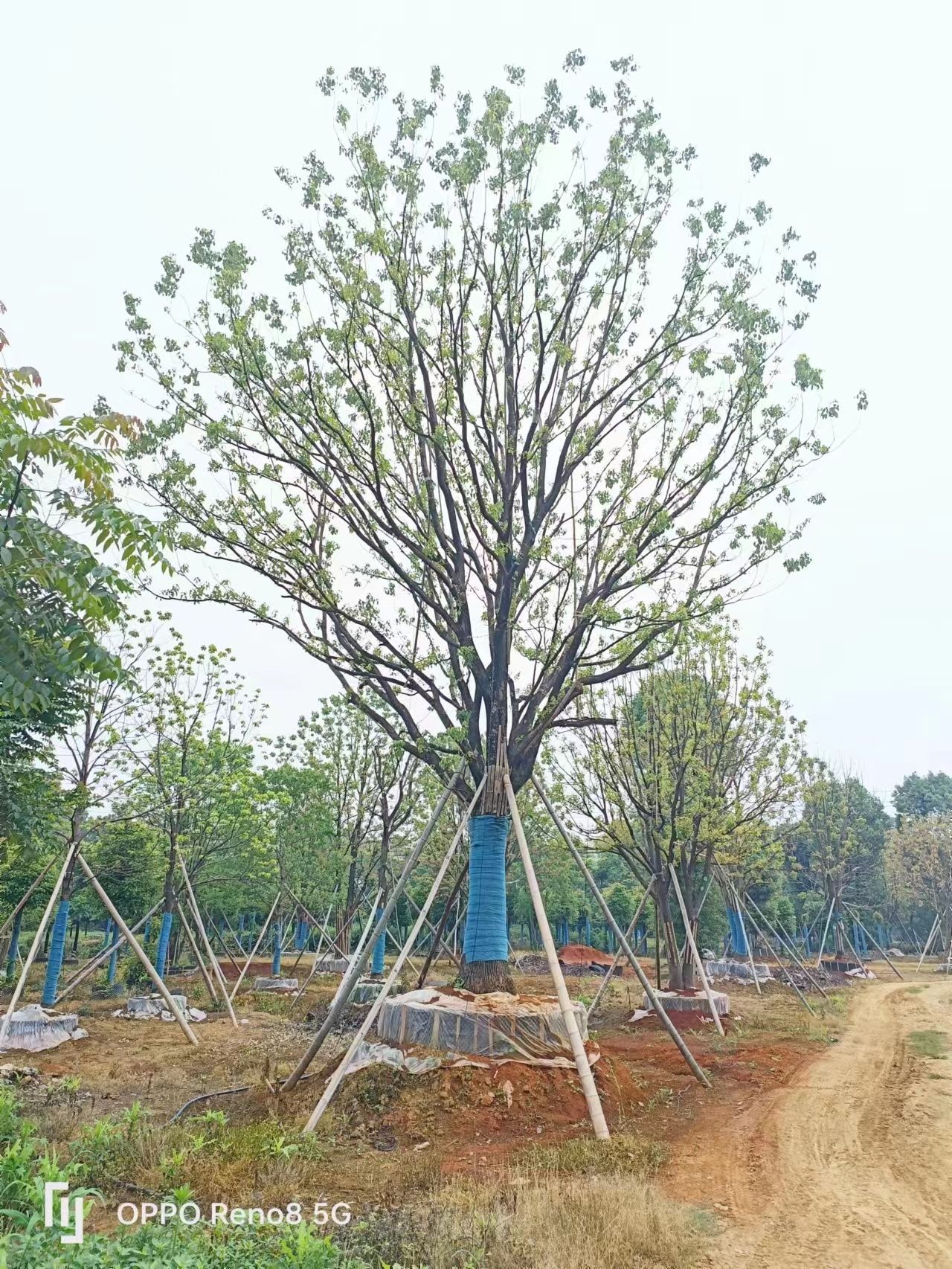25-50容器全冠香樟