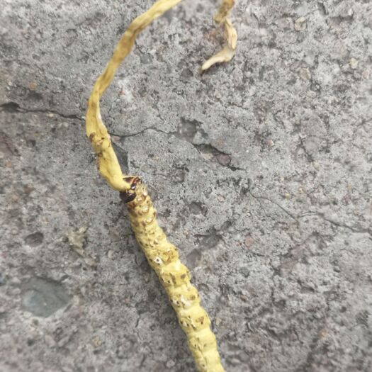 贵阳虫草