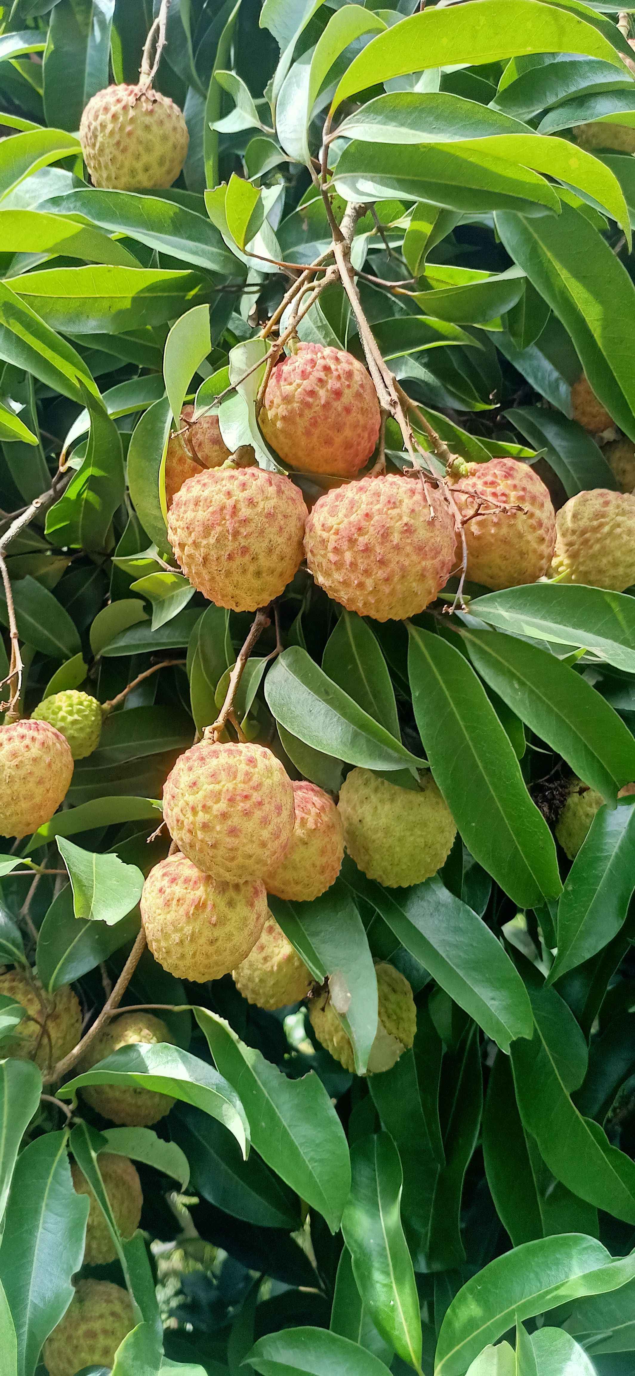 岭南佳果甲天下，荔枝香飘千万家，糯米糍