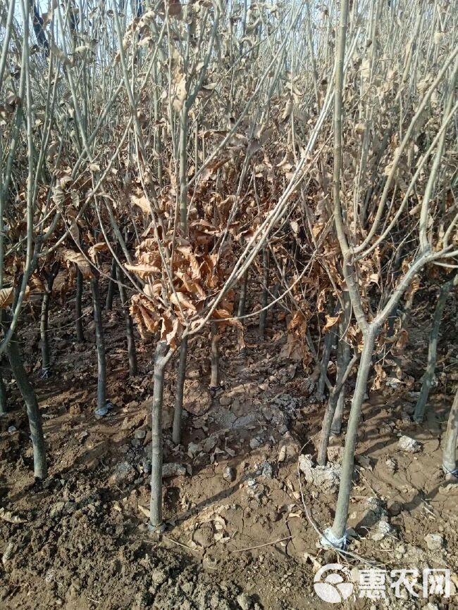 特大板栗树苗带土球嫁接苗大红袍当年结果庭院地栽大苗南北方种植