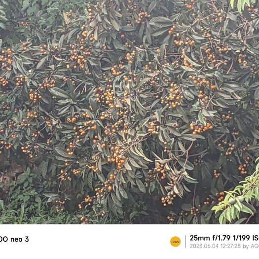 毕节枇杷