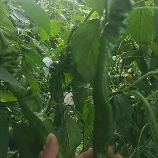 天津螺丝椒