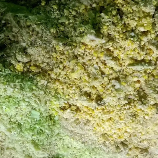 阳朔县新鲜发酵玉米芯