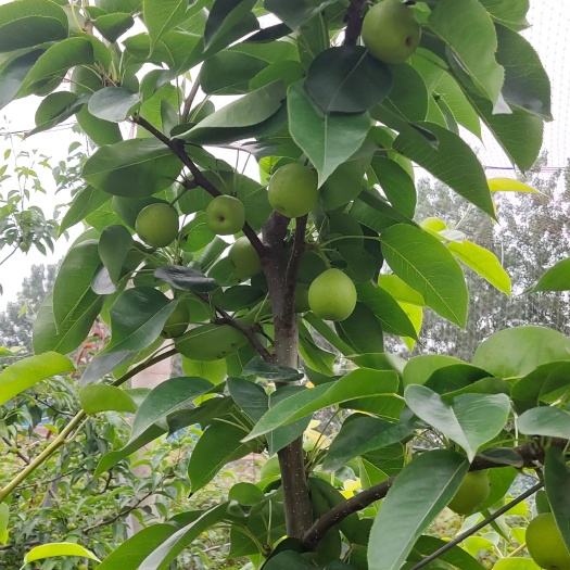 周口农家百亩梨园，翠冠梨，红香酥，秋月梨，味美多汁，皮薄肉厚