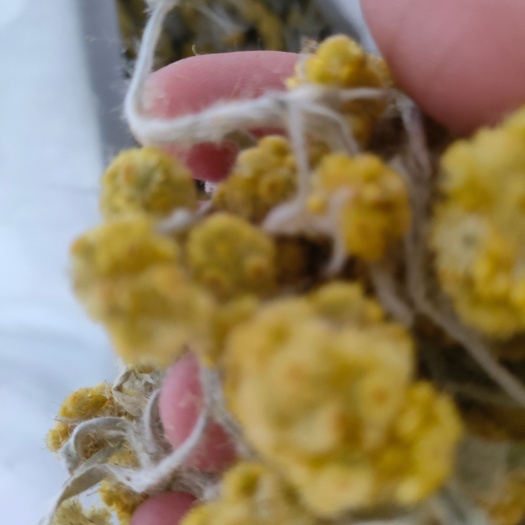 清明草去根干货