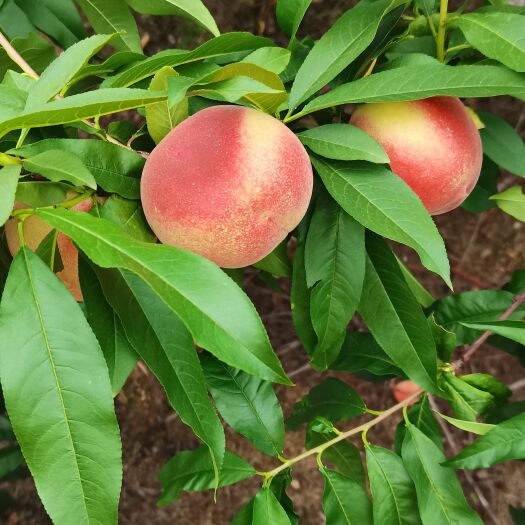 枣阳市红桃，黄桃园地直发，支持一件代发