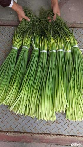 优质蒜薹