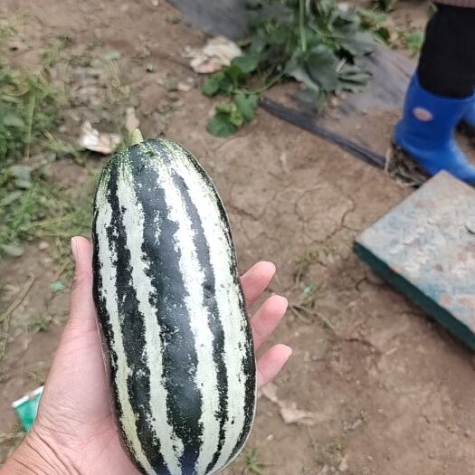 隆尧县博洋