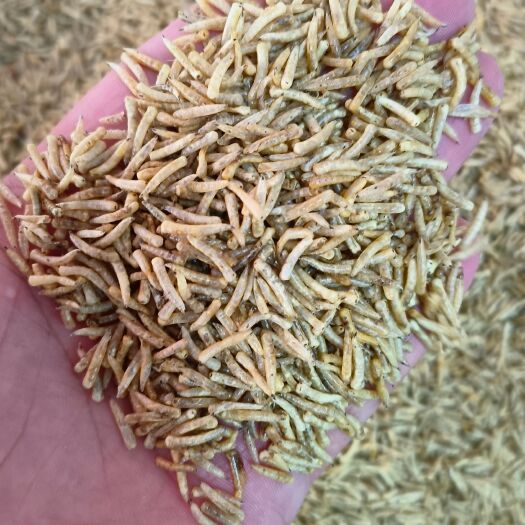 菏泽五谷虫中药材食用干净五谷虫 干黄金无谷虫 蛆蝇蛆干