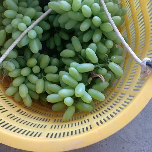 米易县青提白鸡心牛奶葡萄