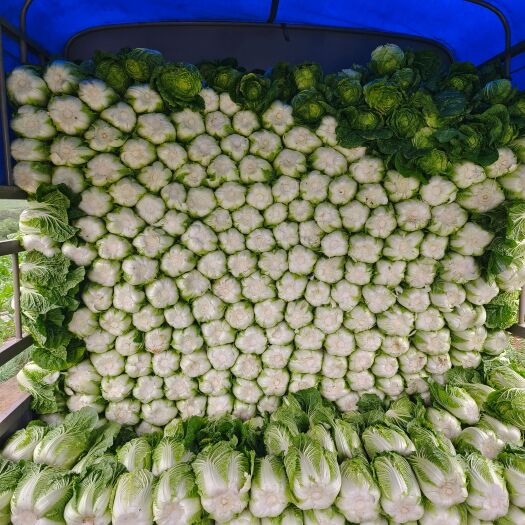 威宁县威宁大白菜
