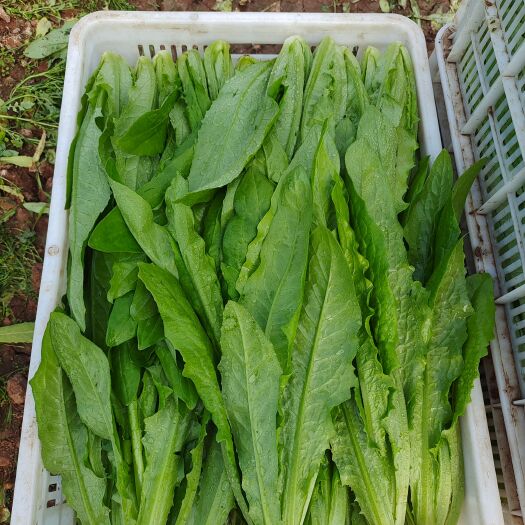 邯郸精品油麦菜