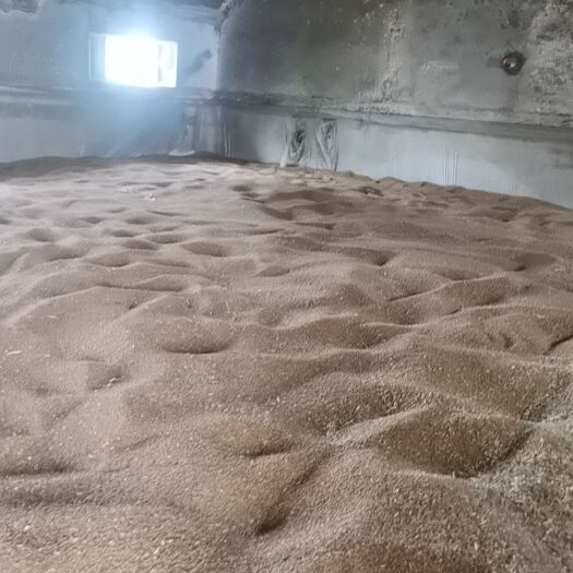 镇平县小麦泛麦8号  平安11