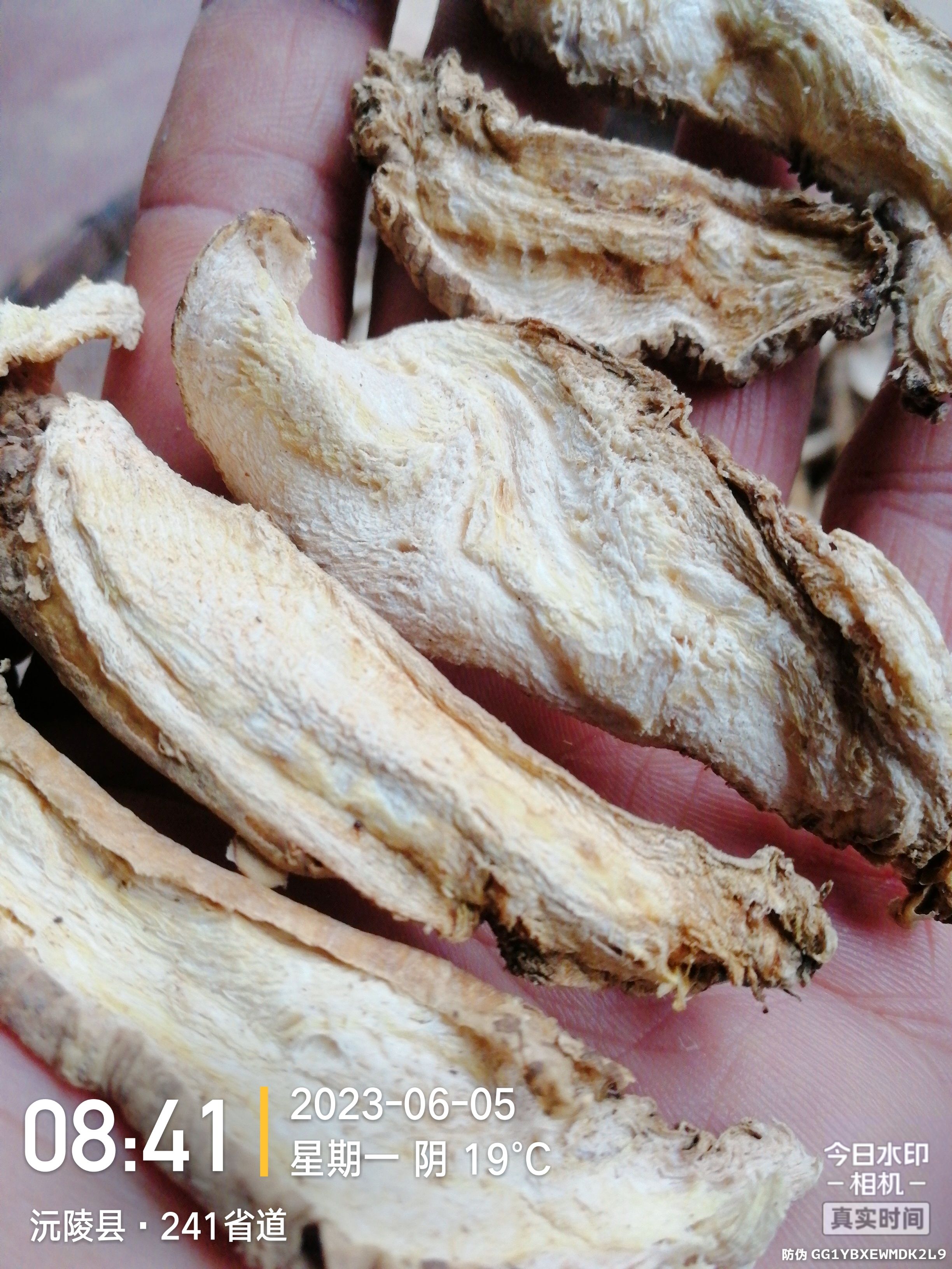 山海螺（四叶参），药食同源，高山天然生长，农夫采挖，鲜货。