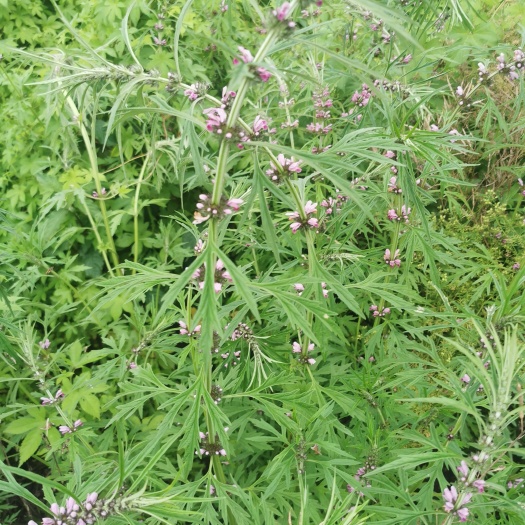 芜湖益母草