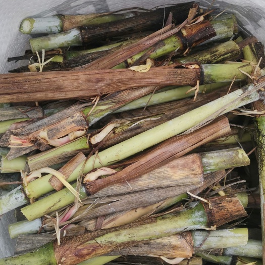 万载县皇竹草，甜象草，红象草