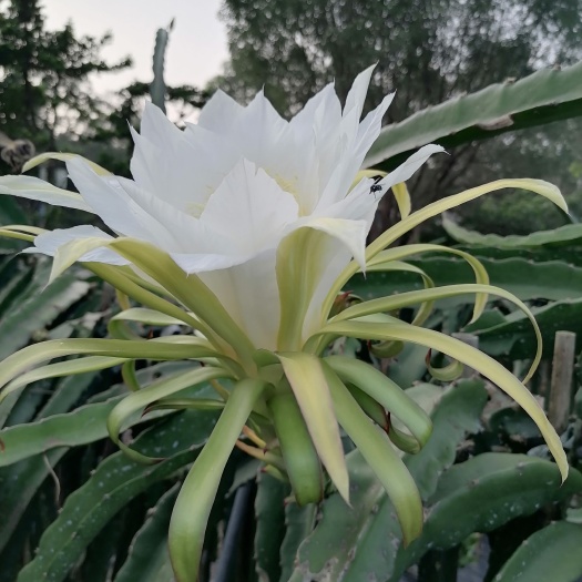火龙果花