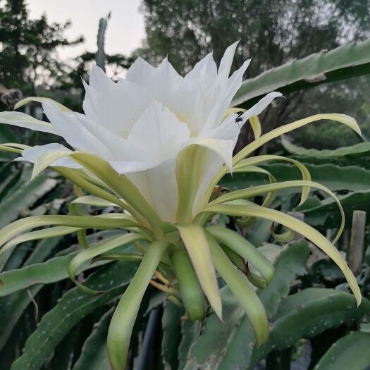 开平市火龙果花